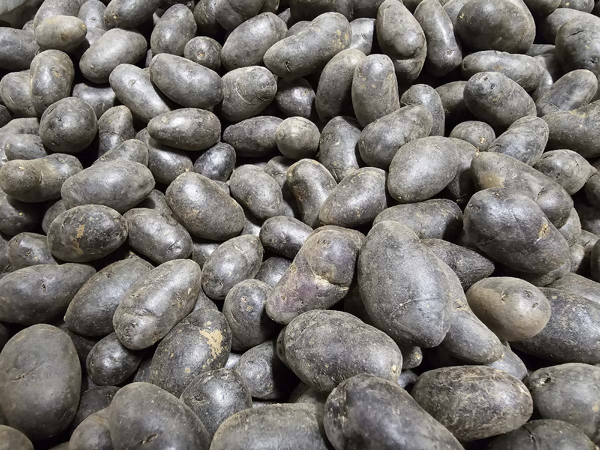Purple Fingerling Potatoes