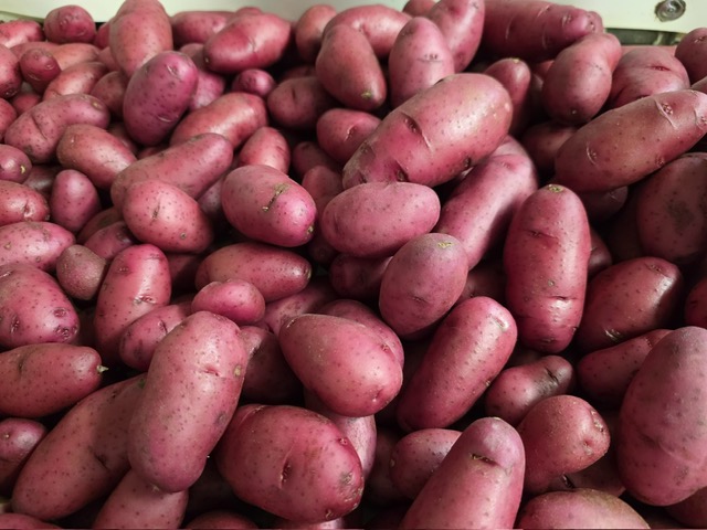 Red Fingerling Potatoes
