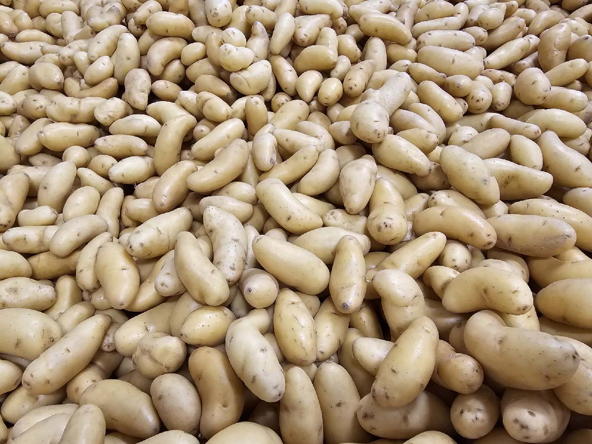 Yellow Fingerling Potatoes